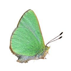 type of green butterflies