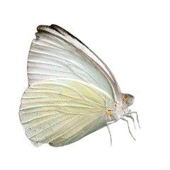 type of white butterflies