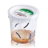 5 Live Caterpillars for Butterfly Habitat Garden Kit - Refill for Painted Lady Butterfly Kit with Caterpillar Food,...