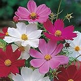 2000 Sensation Mix Cosmos Bipinnatus Seeds, by Seeds2Go