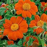Outsidepride 500 Seeds Annual Tithonia Orange Mexican Sunflower Flower Seeds for Planting