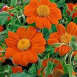 Outsidepride 500 Seeds Annual Tithonia Orange Mexican Sunflower Flower Seeds for Planting