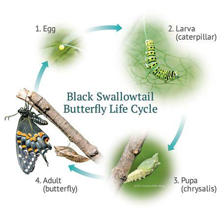 Butterflies Hatch! Life Cycle Diagrams | Gardens with Wings