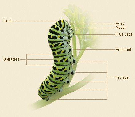 Body Parts of a Caterpillar