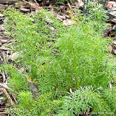 fennel plant starting to grow