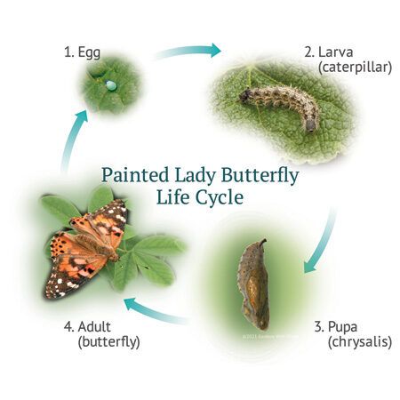 illustration of butterfly life cycle showing egg, large, pupa, and adult butterfly