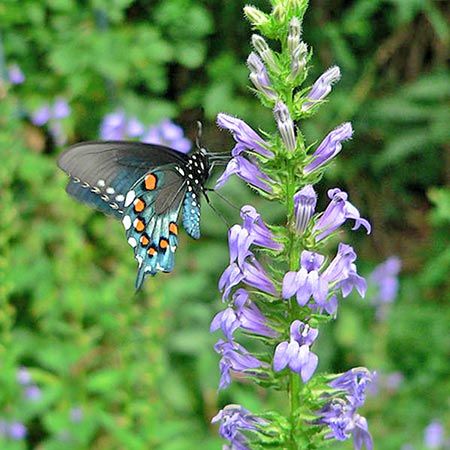 black and blue butterfly on purple flower