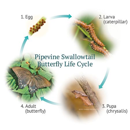 swallowtail larvae