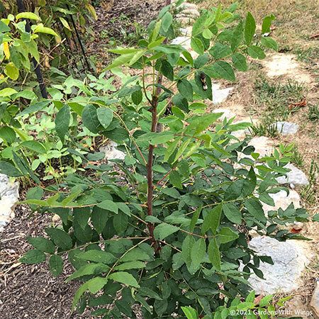 Prickly Ash