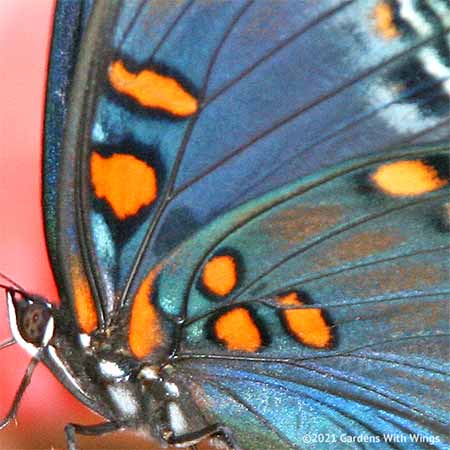 butterfly blue wing with orange spots