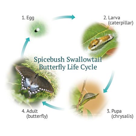 Spicebush Swallowtail Butterfly Life Cycle