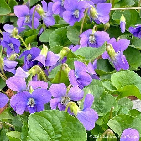 Short purple flowers