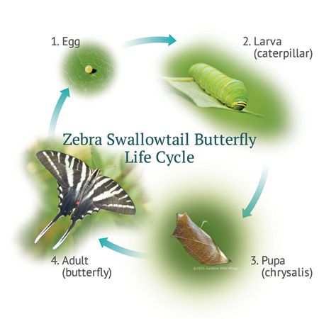 Butterflies Hatch! Life Cycle Diagrams | Gardens with Wings