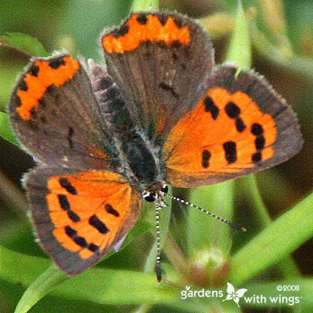 Butterfly with Orange and Brown Wings and Brown Spots