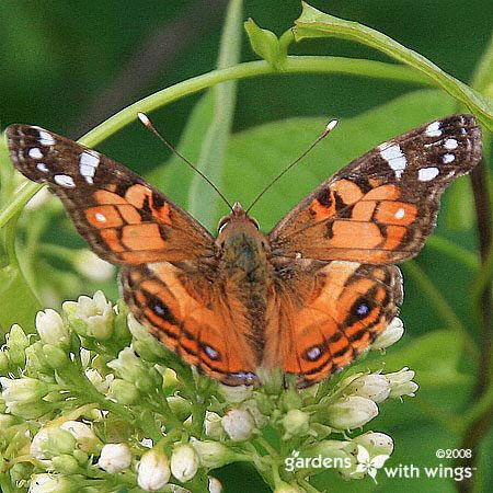 orange brown butterfly with white spots