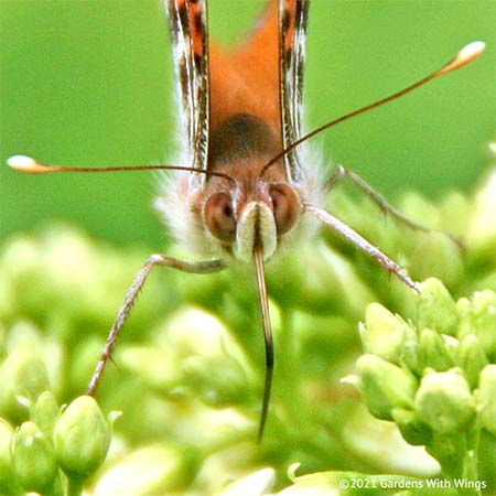 butterfly antennas and proboscis in flower