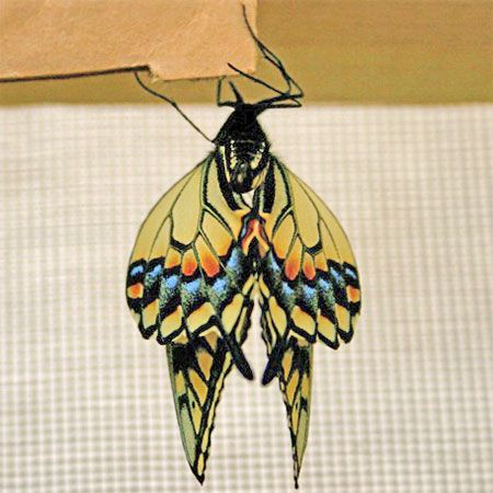yellow butterfly hanging from legs to dry wings