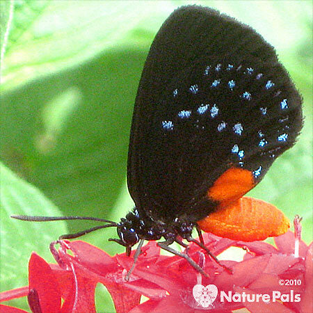 Black butterfly with blue spots