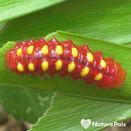red-orange caterpillar with yellow dots