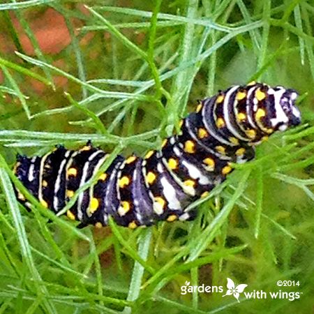 large black larva with yellow spots
