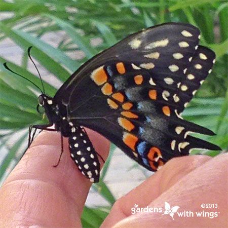 black butterfly sitting on finger