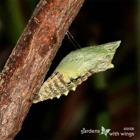 green chrysalis hanging from branch