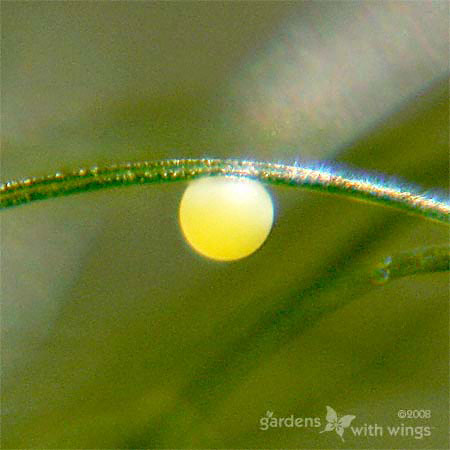 yellow butterfly egg on fennel