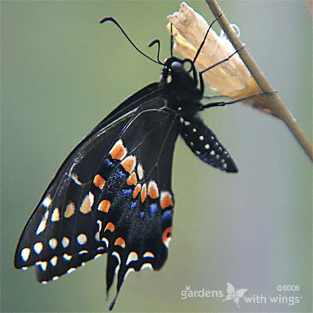 black swallowtail hanging from chrysalis