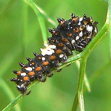 black caterpillar with orange dots