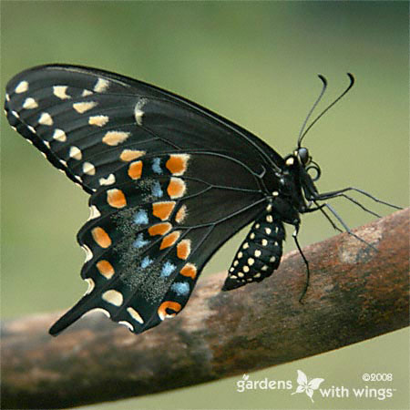 side view of a black butterfly