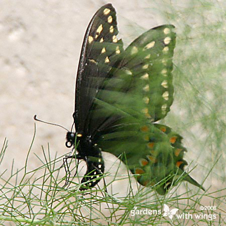 black swallowtail laying eggs