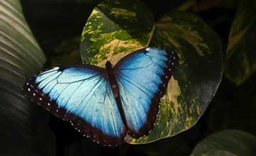 Winged Wonders of Dubai: A Journey to the Butterfly Garden in the UAE