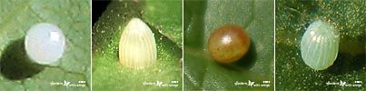 Four Butterfly Egg to Identify