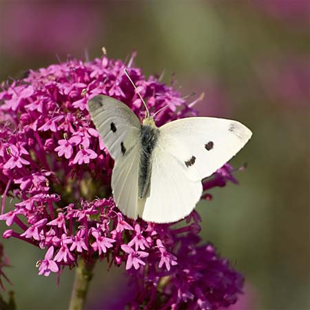 white butterfly with black spots on purple flowers