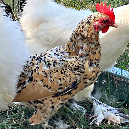 A brown chicken standing in a garden, representing the connection between chickens and natural fertilizers.