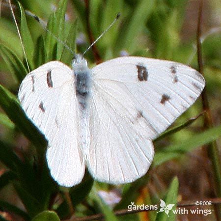 Checkered White Male Opened
