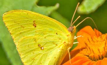 The Meaning Of Yellow Butterflies