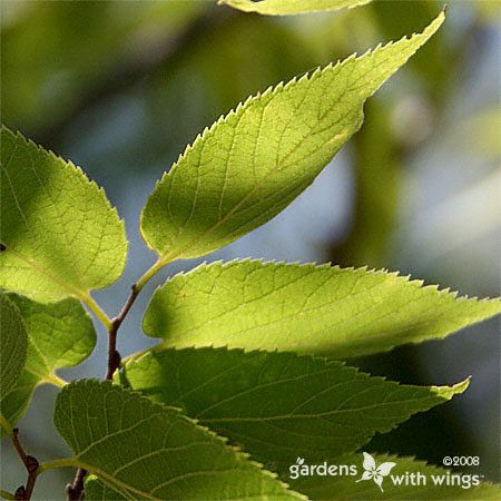 Common Hackberry