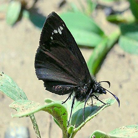 small black butterfly with white spots