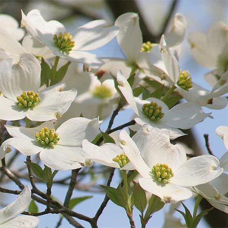 small white flowers on dogwood tree