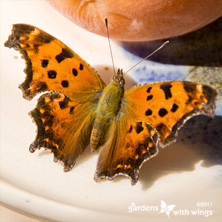 Identifying Butterflies with Unique Wing Shapes