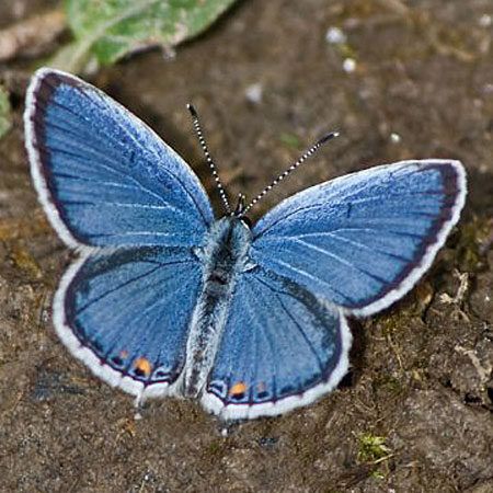 Meaning of Blue Butterflies