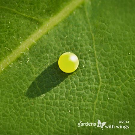 small round yellow butterfly egg on leaf