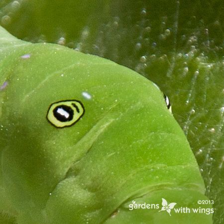butterfly larva showing fake eyes