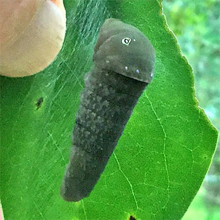 green larva pupating