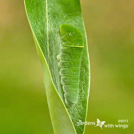 green butterfly caterpillar resting on leaf