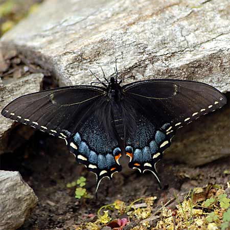 black butterfly wing with blue spots