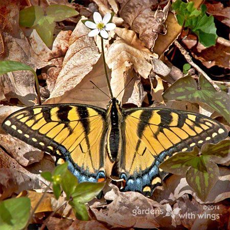 brilliant yellow and black stripe butterfly
