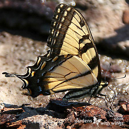 yellow with black stripe butterfly puddling