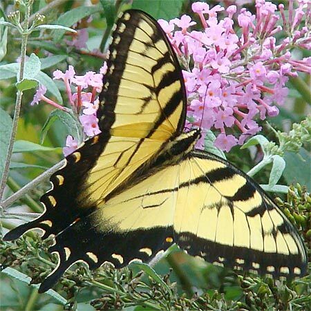 Yellow and Black Striped Male Butterfly